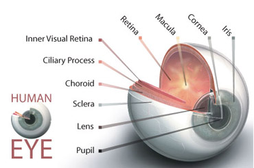Human Eyeball Dissection