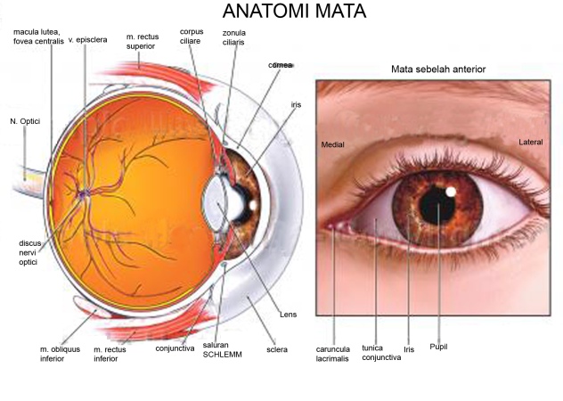 human eye anatomy #4