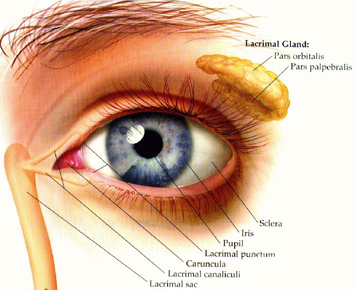 Lacrimal Gland diagram