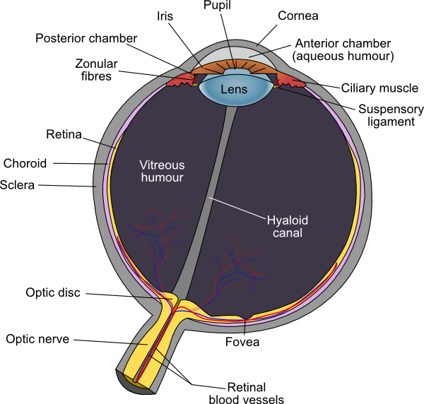 eye diagram. diagram of the human eye